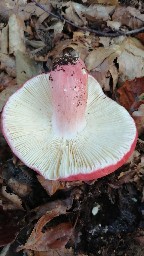 Russula rosea