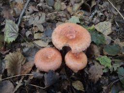 Lactarius torminosus