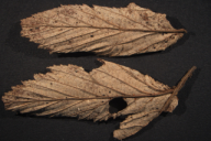 Triphragmium ulmariae