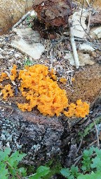 Dacrymyces chrysospermus