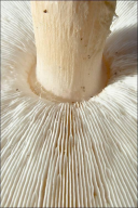 Echinoderma asperum