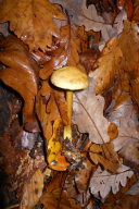 Tricholoma sulphureum