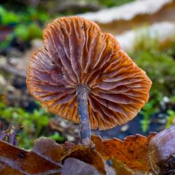 Gymnopus foetidus