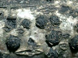 Diatrypella quercina
