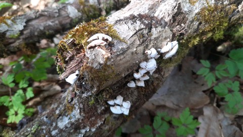 Panellus stipticus