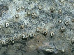 Cytospora nivea