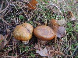 Tricholoma focale