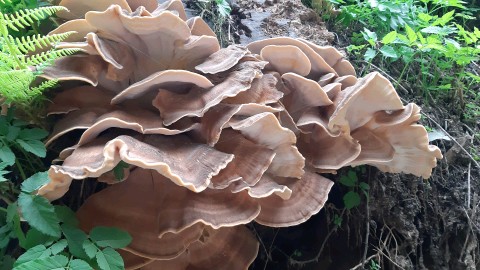 Grifola frondosa