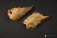 Ochropsora ariae