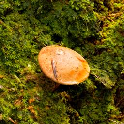Chalciporus piperatus