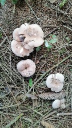 Lepista glaucocana
