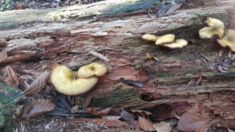 Tricholomopsis decora
