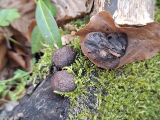 Daldinia vernicosa