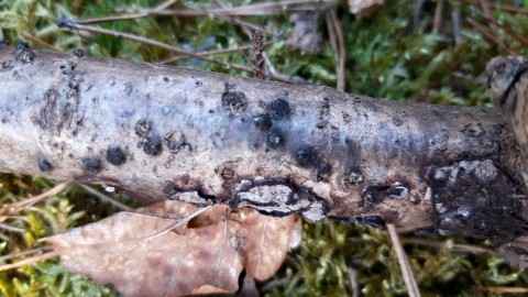 Hypoxylon fuscum