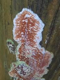 Gloeoporus taxicola