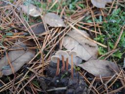Auriscalpium vulgare