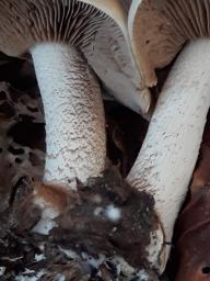 Hebeloma sinapizans