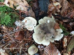 Tricholoma saponaceum