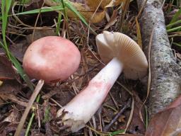 Russula gracillima