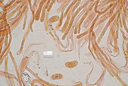 Dacrymyces capitatus