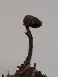Auriscalpium vulgare