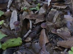 Macrocystidia cucumis