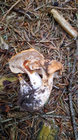 Hydnum rufescens