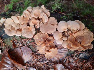 Panellus stipticus