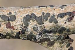 Diatrype bullata