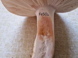 Russula melliolens