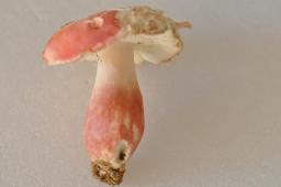 Russula rosea