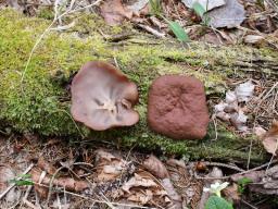 Discina ancilis