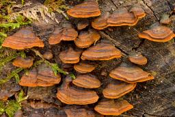 Hymenochaete rubiginosa