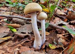 Cortinarius illibatus