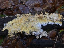 Piloderma frondosum