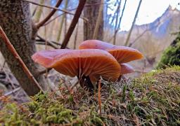 Flammulina elastica