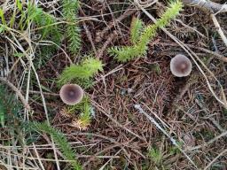 Mycena flos-nivium