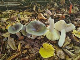 Russula parazurea
