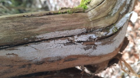 Lyomyces sambuci