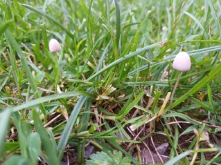 Conocybe apala