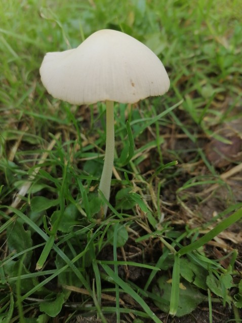 Conocybe apala