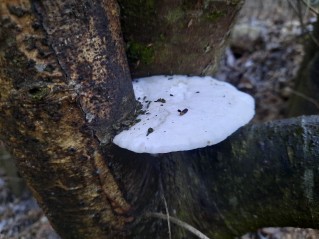 Trametes suaveolens
