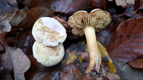 Tricholoma sulphureum