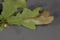 Orchestes quercus