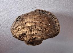 Daldinia childiae