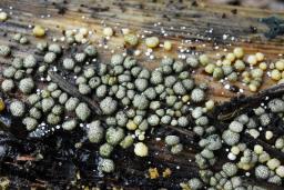 Trichoderma strictipile