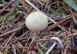 Protostropharia semiglobata