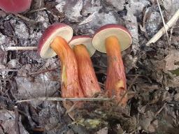 Hortiboletus rubellus