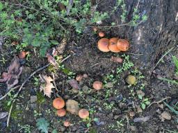 Pholiota carbonaria