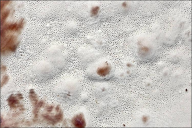 Vanderbylia fraxinea